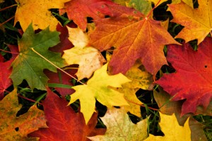 autumn-leaves-wallpaper1-640x426