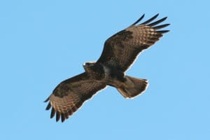 Common_Buzzard_in_flight_2010-06-16