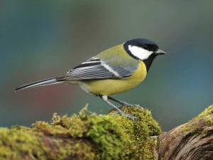 great-tit