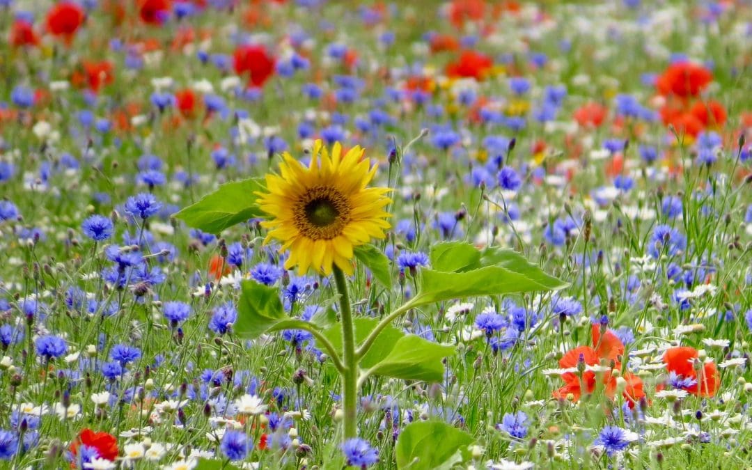 Wildflower seeds on sale!